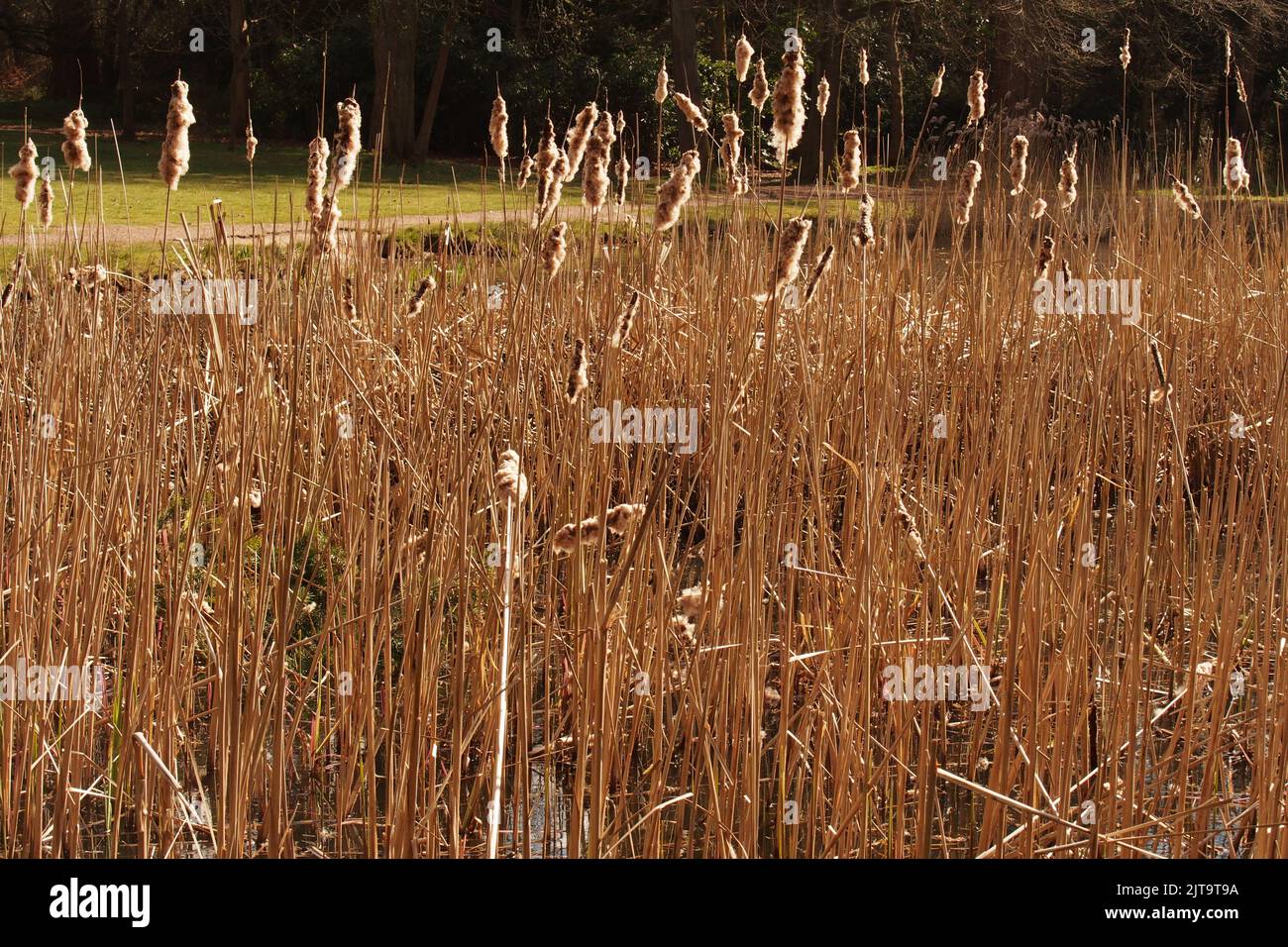 A view of fenland reeds growing round a pond in Brandon Country Park, Suffolk with the sunshine backlighting through the reeds Stock Photo