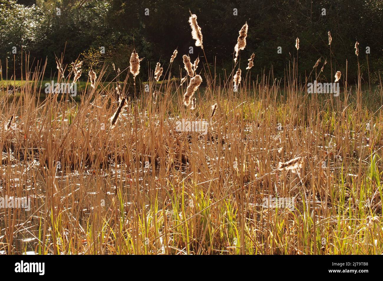 A view of fenland reeds growing round a pond in Brandon Country Park, Suffolk with the sunshine backlighting through the reeds Stock Photo