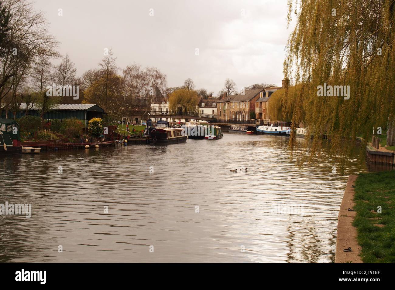 A view of the canal basin at Ely, Cambridgeshire, England, with moored barges, waterside buildings and a weeping willow tree Stock Photo