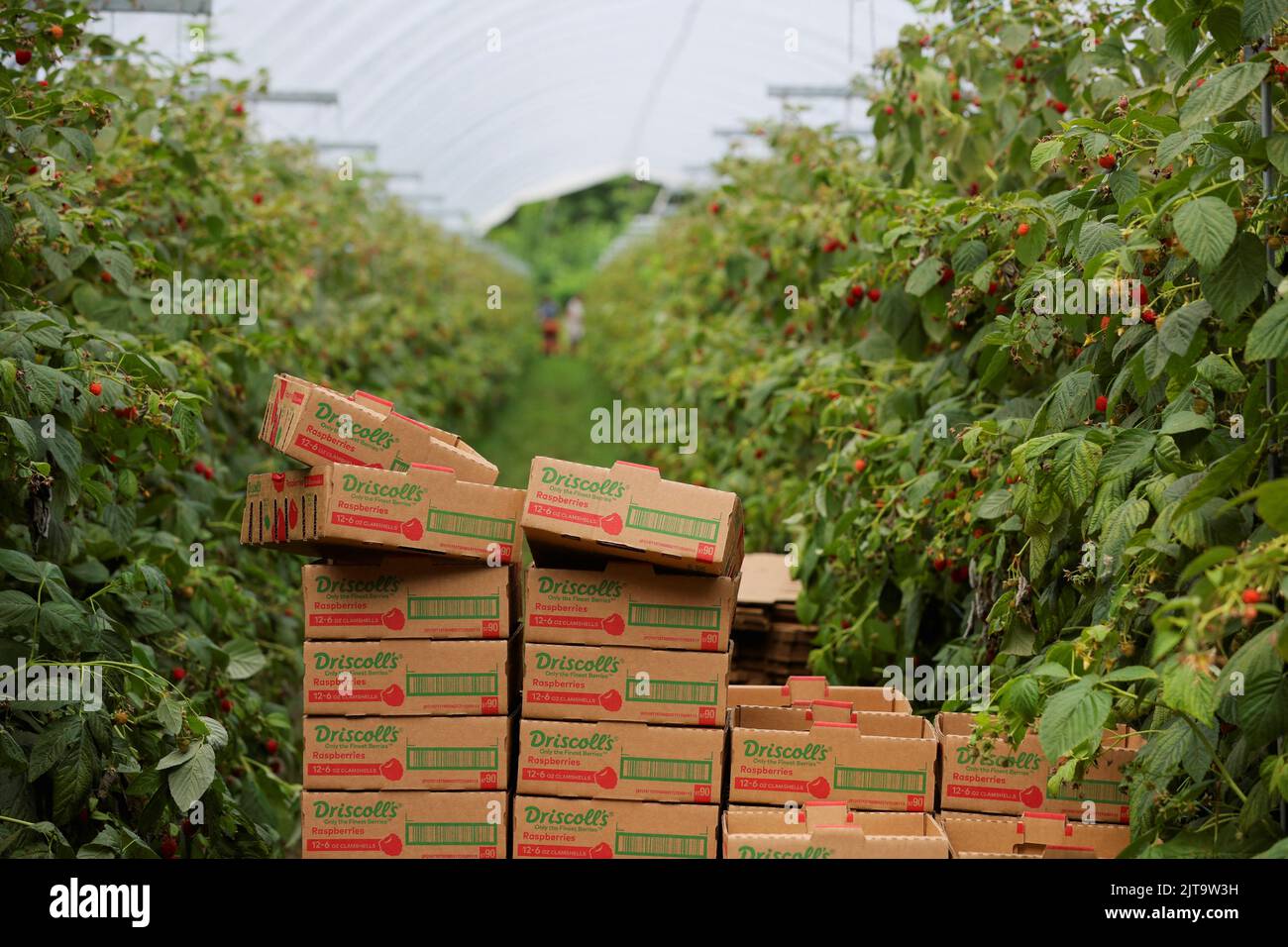 Empty flat containers sit between rows of raspberries at Masse, a berry farm operation in Saint Paul d'Abbotsford near Granby, Quebec, Canada August 11, 2022. REUTERS/Christinne Muschi Stock Photo