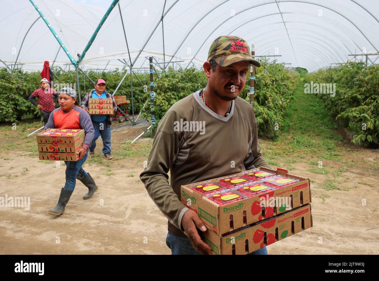 Workers carry picked raspberries at Masse, a berry farm operation in Saint Paul d'Abbotsford near Granby, Quebec, Canada August 11, 2022. REUTERS/Christinne Muschi Stock Photo