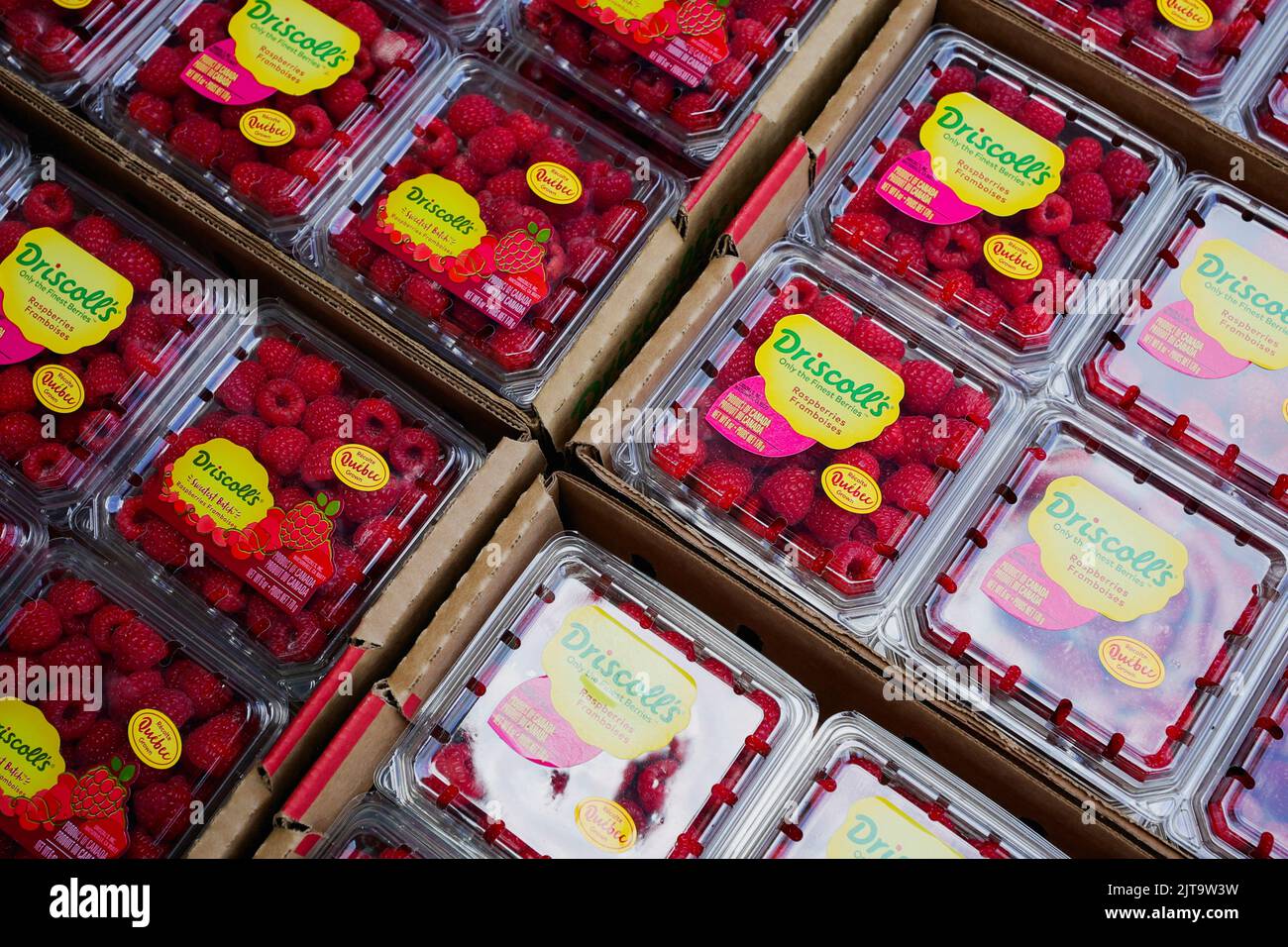 View of containers of picked raspberries at Masse, a berry farm operation in Saint Paul d'Abbotsford near Granby, Quebec, Canada August 11, 2022. REUTERS/Christinne Muschi Stock Photo