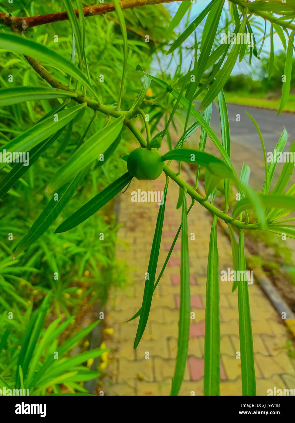 A Beautiful Shot Of Kaner Nerium Oleander Apocynoideae Rose Laurel