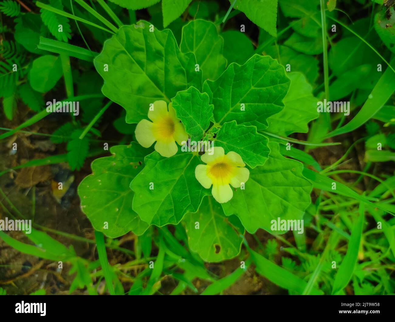 Gokhru Gokshura Land Caltrops Puncture Vine Gokharu Tribulus Terrestris ...