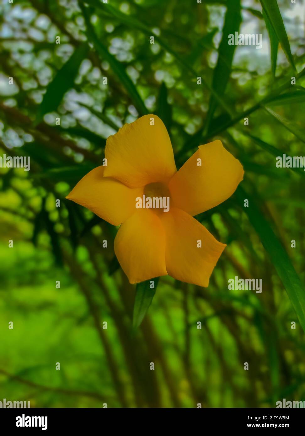 Kasturi patte hi-res stock photography and images - Alamy