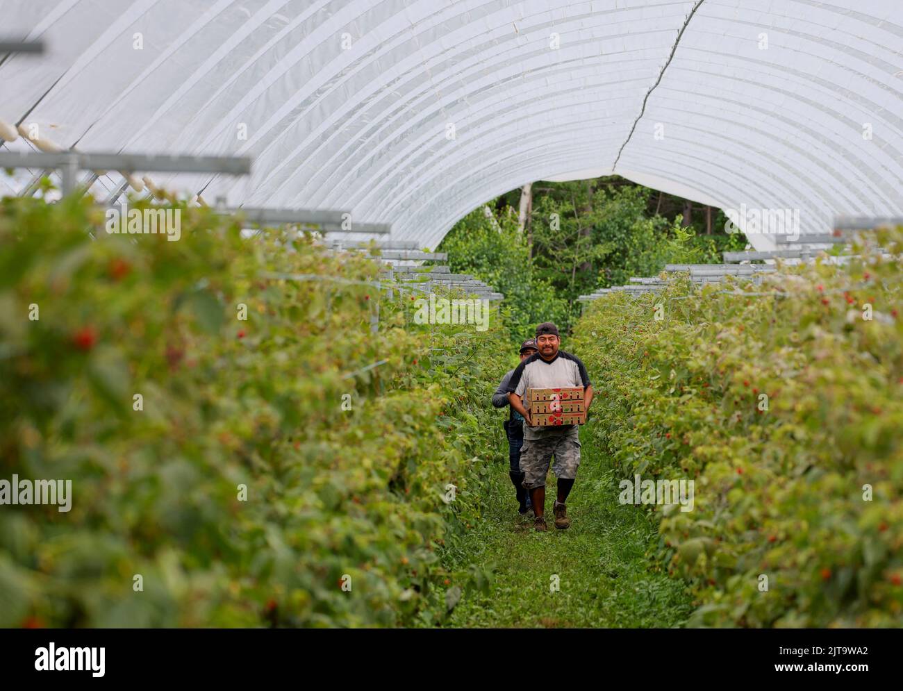 Workers carry flats of picked raspberries at Masse, a berry farm operation in Saint Paul d'Abbotsford near Granby, Quebec, Canada August 11, 2022. REUTERS/Christinne Muschi Stock Photo