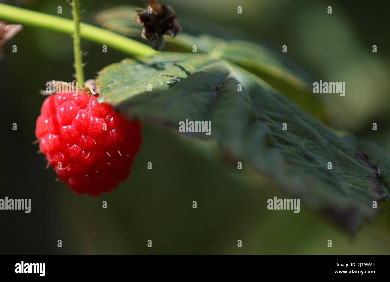 View of a raspberry at Masse, a berry farm operation in Saint Paul d'Abbotsford near Granby, Quebec, Canada August 11, 2022. REUTERS/Christinne Muschi Stock Photo