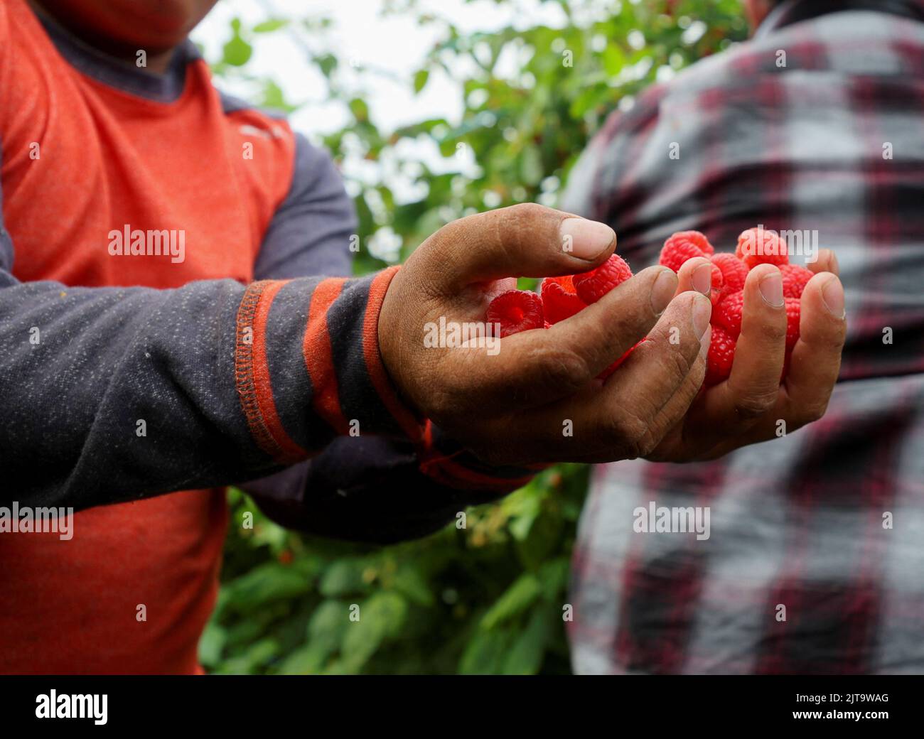 Workers pick raspberries at Masse, a berry farm operation in Saint Paul d'Abbotsford near Granby, Quebec, Canada August 11, 2022. REUTERS/Christinne Muschi Stock Photo