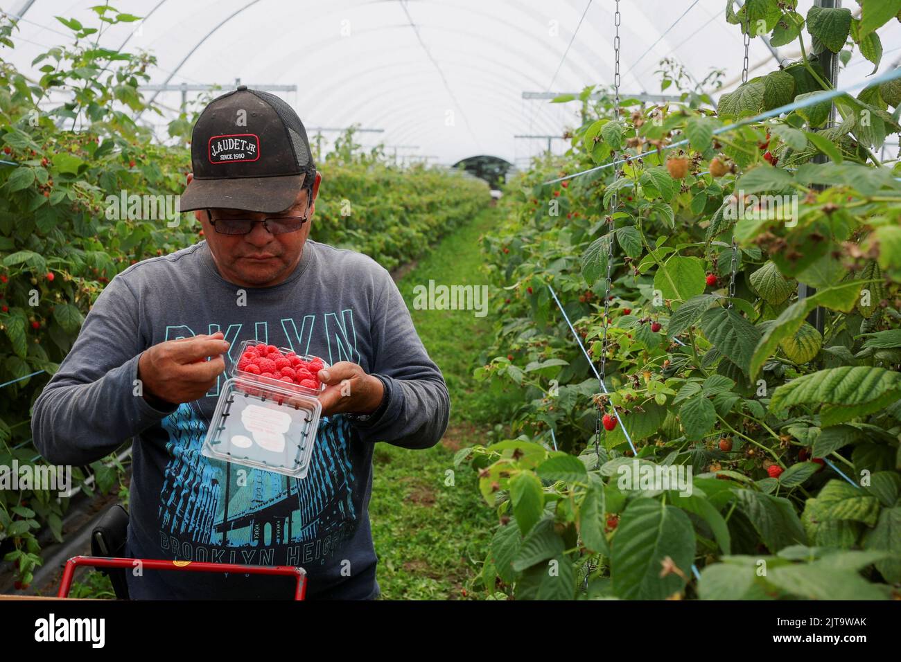 A worker picks raspberries at Masse, a berry farm operation in Saint Paul d'Abbotsford near Granby, Quebec, Canada August 11, 2022. REUTERS/Christinne Muschi Stock Photo