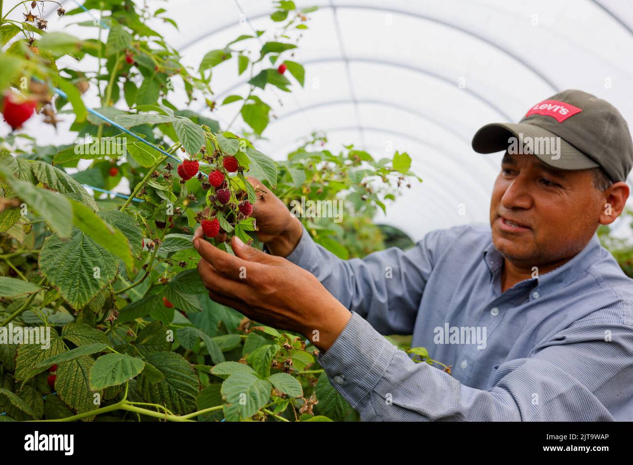 A worker picks raspberries at Masse, a berry farm operation in Saint Paul d'Abbotsford near Granby, Quebec, Canada August 11, 2022. REUTERS/Christinne Muschi Stock Photo