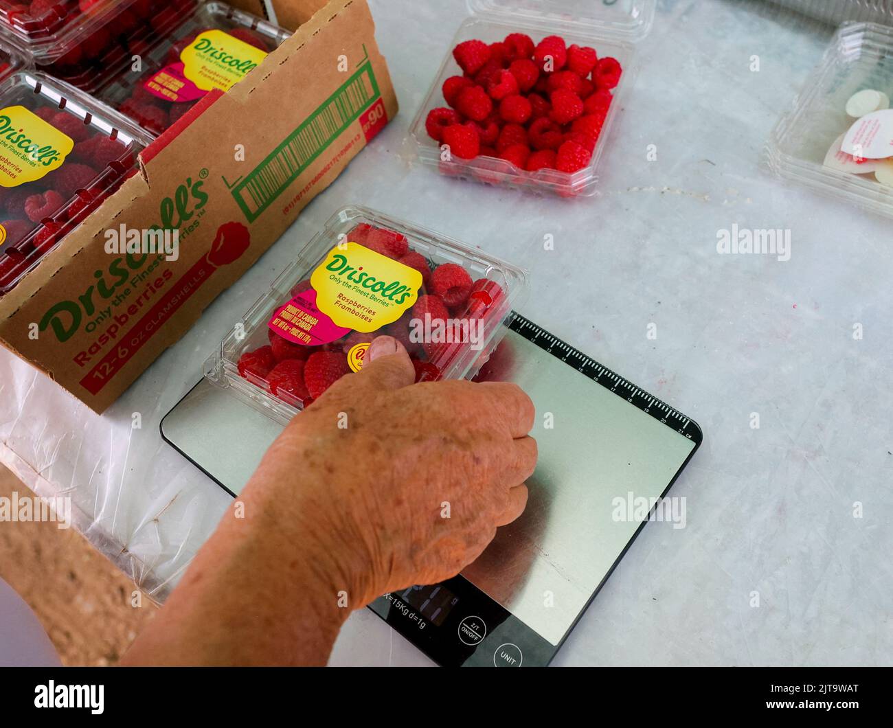 A worker does quality control on picked raspberries at Masse, a berry farm operation in Saint Paul d'Abbotsford near Granby, Quebec, Canada August 11, 2022. REUTERS/Christinne Muschi Stock Photo