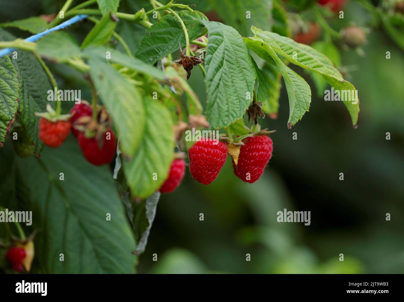View of raspberries at Masse, a berry farm operation in Saint Paul d'Abbotsford near Granby, Quebec, Canada August 11, 2022. REUTERS/Christinne Muschi Stock Photo