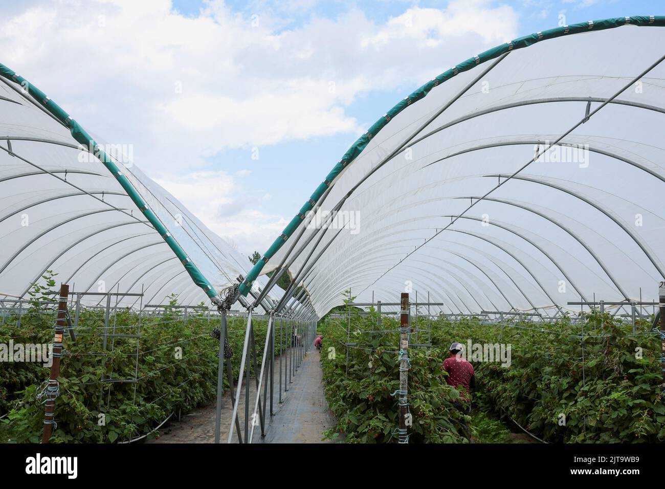 Workers pick berries at Masse, a berry farm operation in Saint Paul d'Abbotsford near Granby, Quebec, Canada August 11, 2022. REUTERS/Christinne Muschi Stock Photo