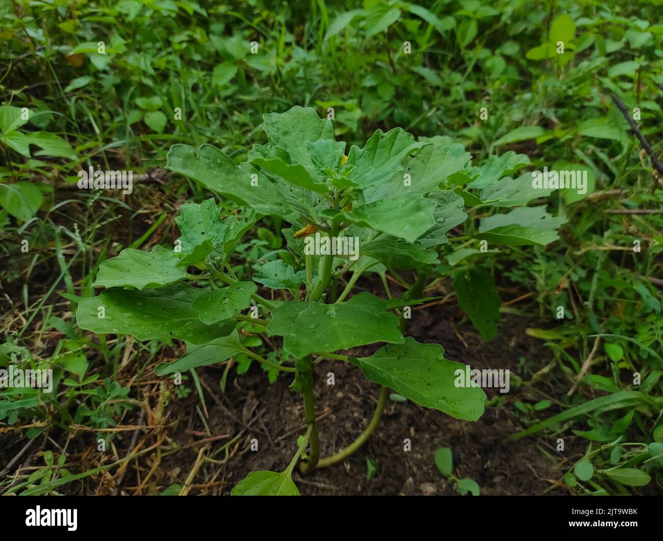Gokhru Gokshura Land Caltrops Puncture Vine Gokharu Tribulus Terrestris ...