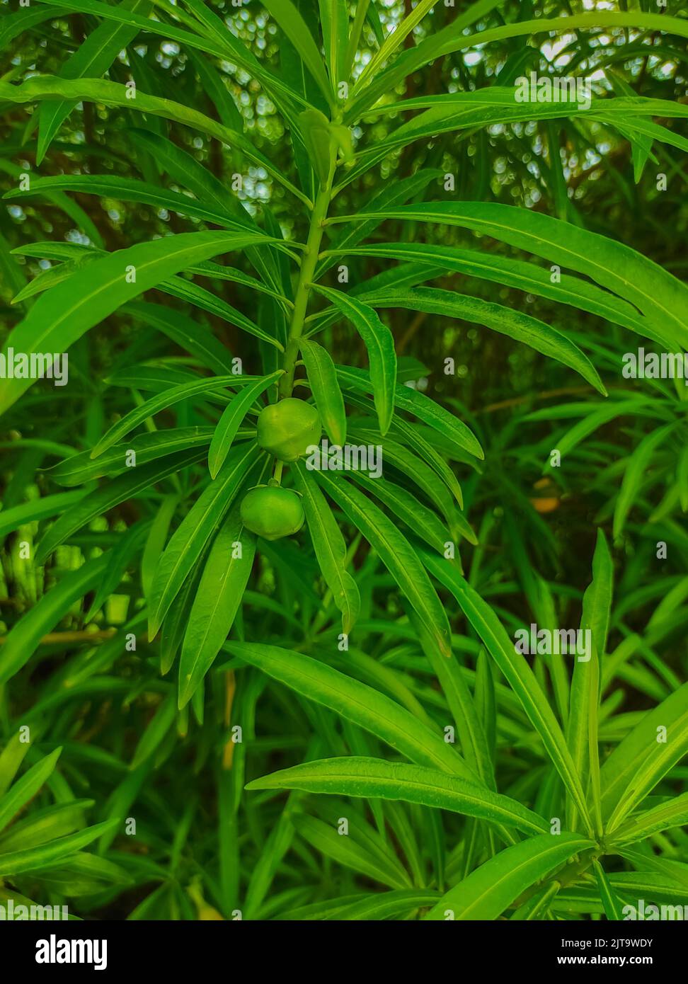 A Beautiful Shot Of Kaner Nerium Oleander Apocynoideae Rose Laurel