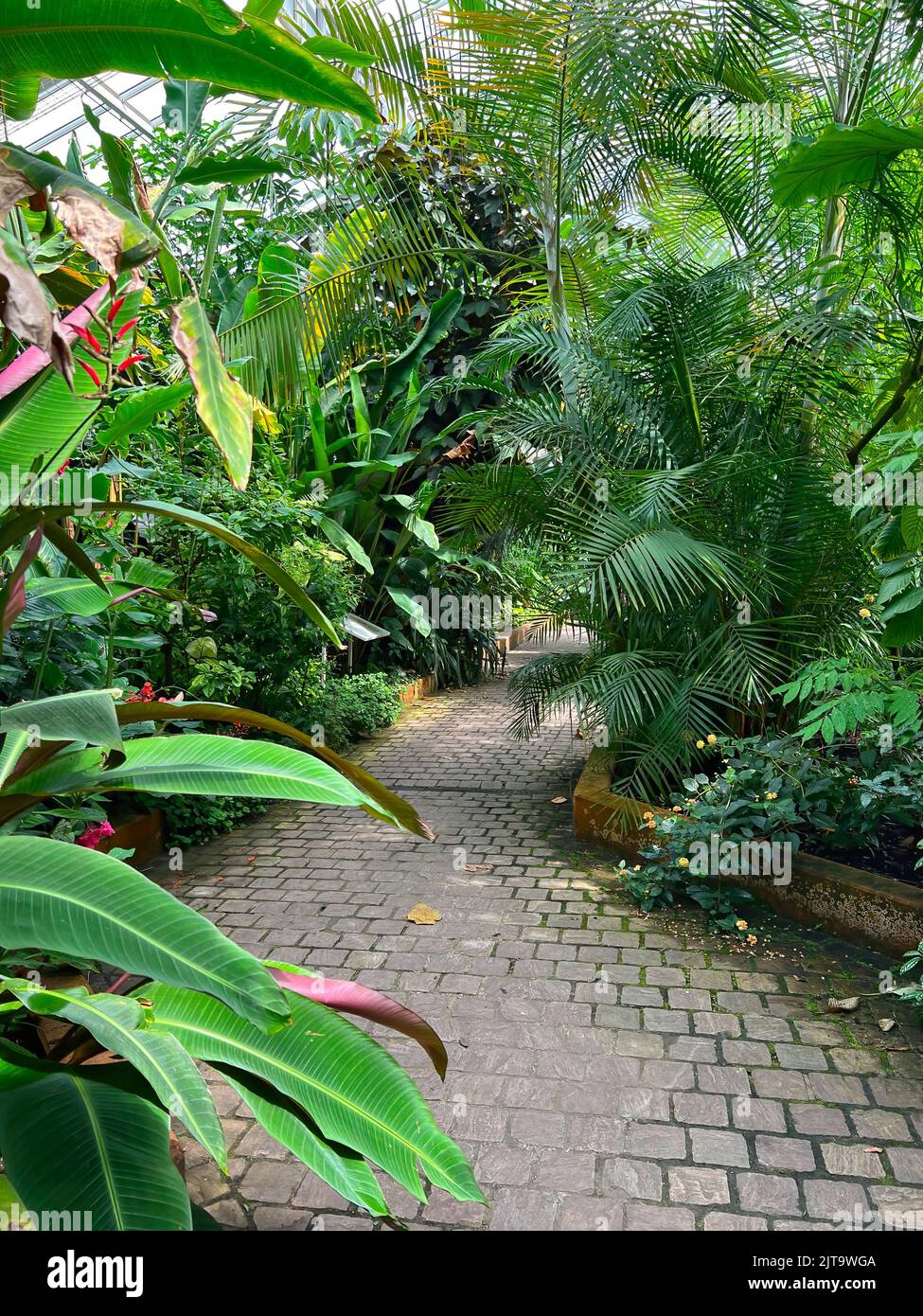 Tropical shrubs and tourism hi-res stock photography and images - Alamy