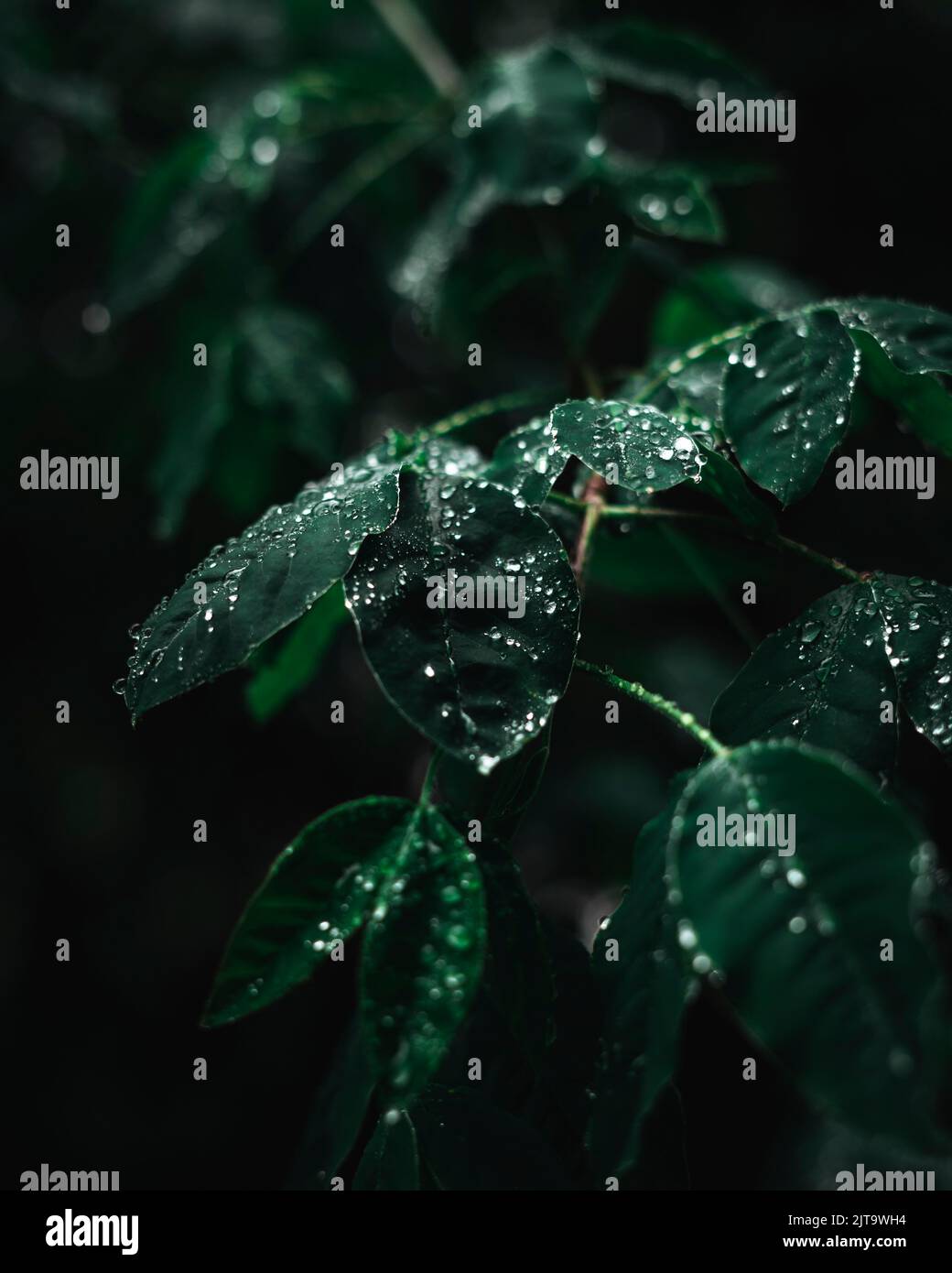 Close up photo of forest leafs with water drops on them. Stock Photo