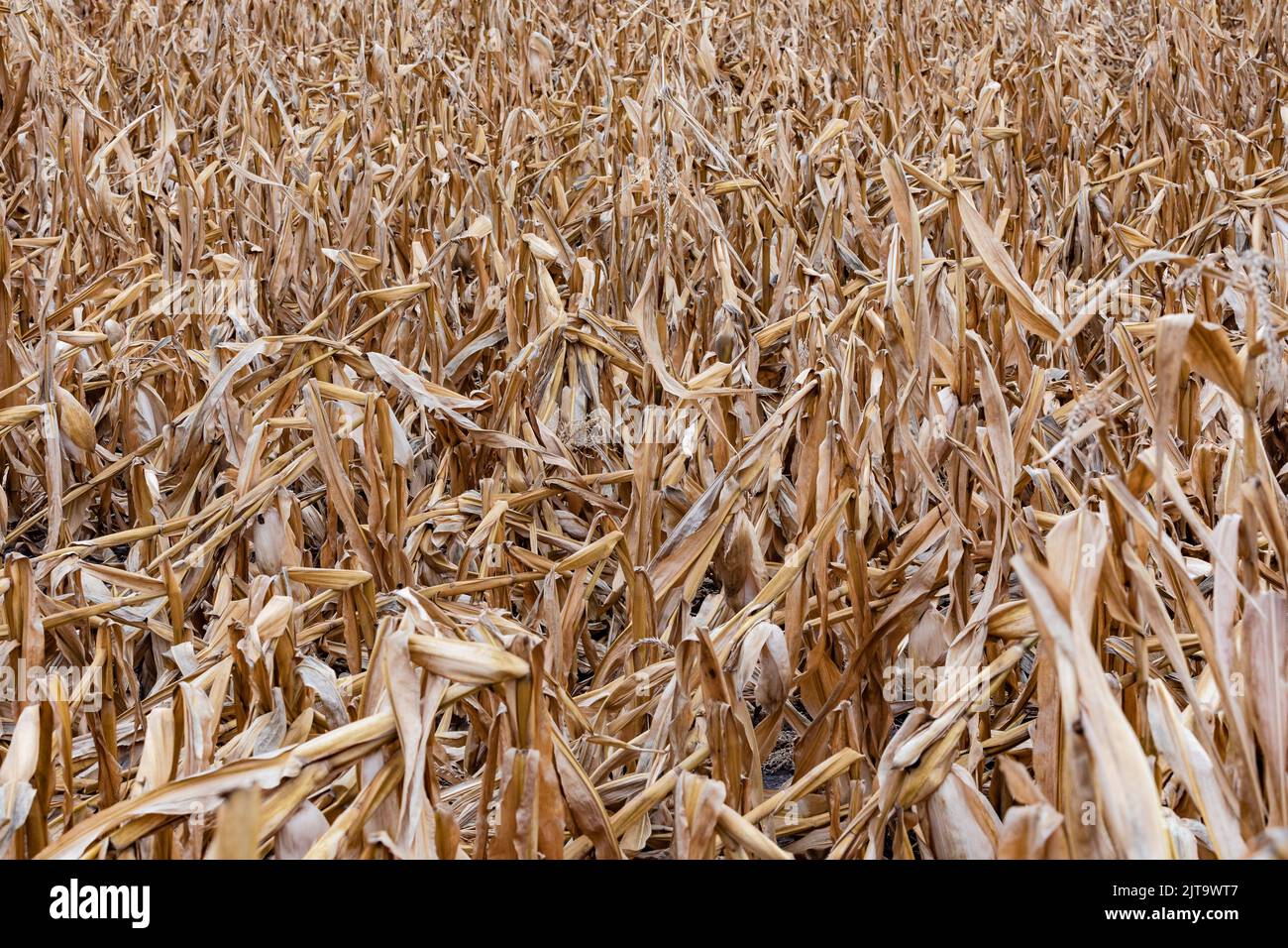 The corn field dried up and buckled means crop failure everywhere in Germany Stock Photo