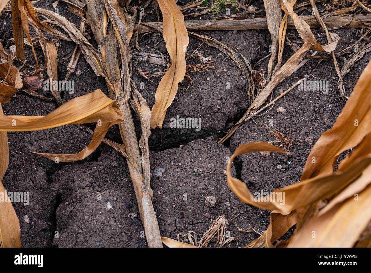 A long drought and dry spell has left deep cracks in the field - Climate crisis in Germany Stock Photo