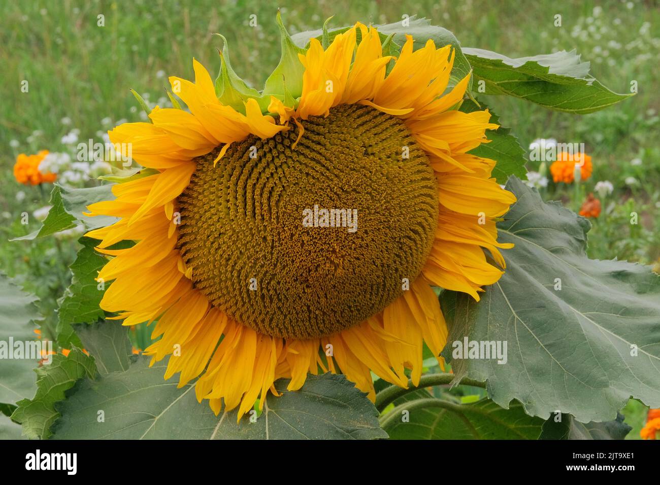 Sunflowers. Agriculture autumn background in sunny day. Yellow bright and vibrant flower. Growing vegetables. Stock Photo