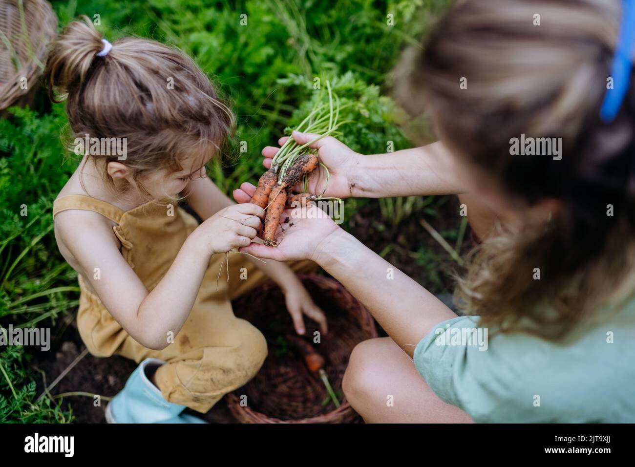 Top view of happy mother and daughter harvesting homegrown carrot, fresh vegetable. Sitting in their garden. Stock Photo