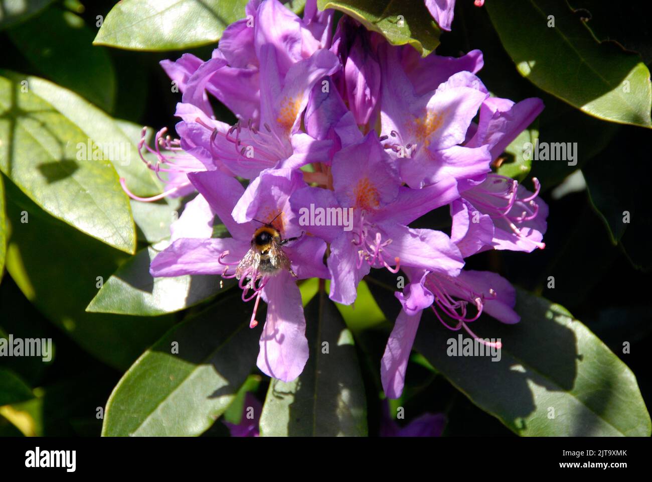 Mauve Rhododendron in sunshine, with bee gathering pollen Stock Photo