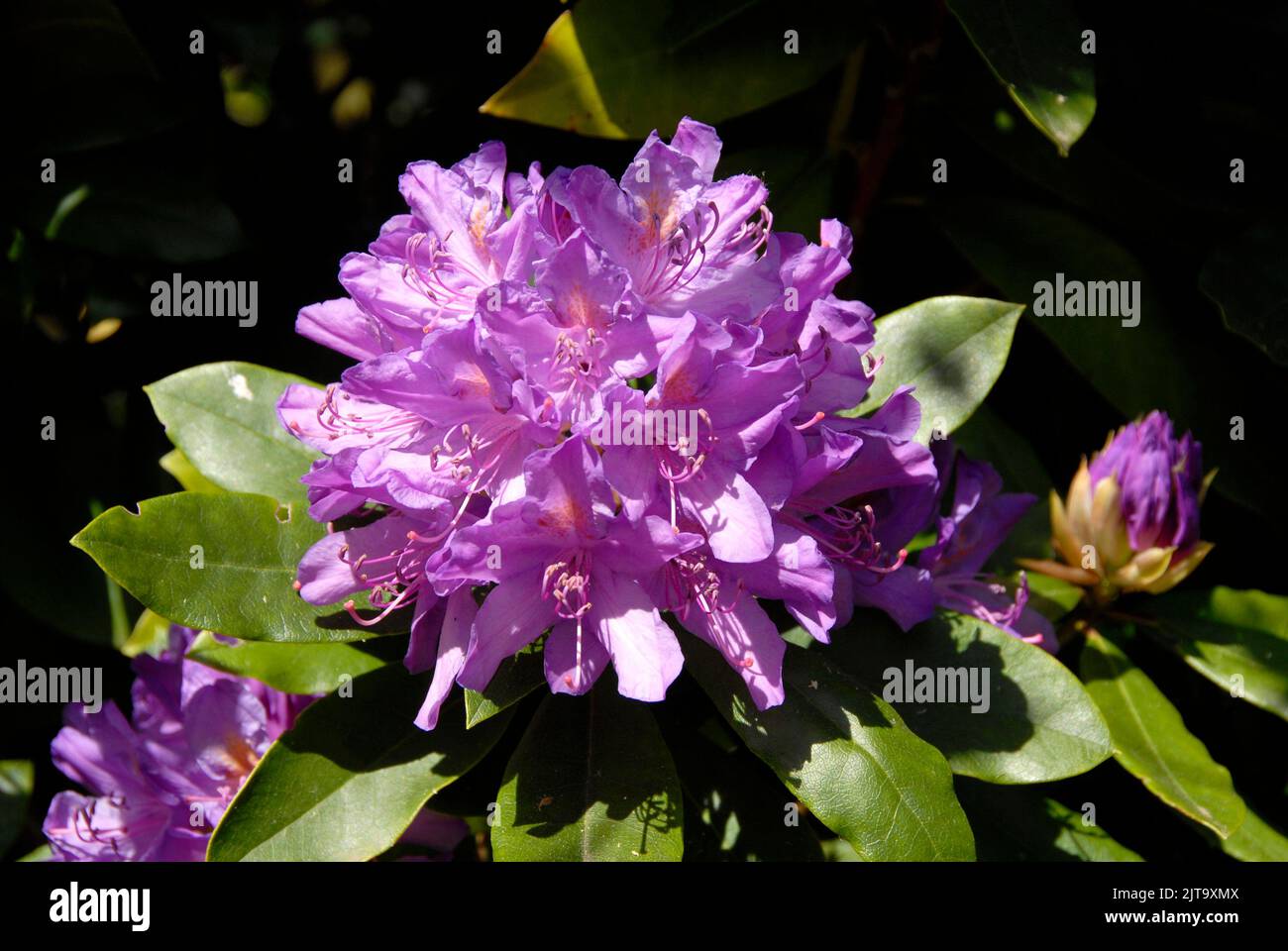 Mauve Rhododendron in sunshine Stock Photo