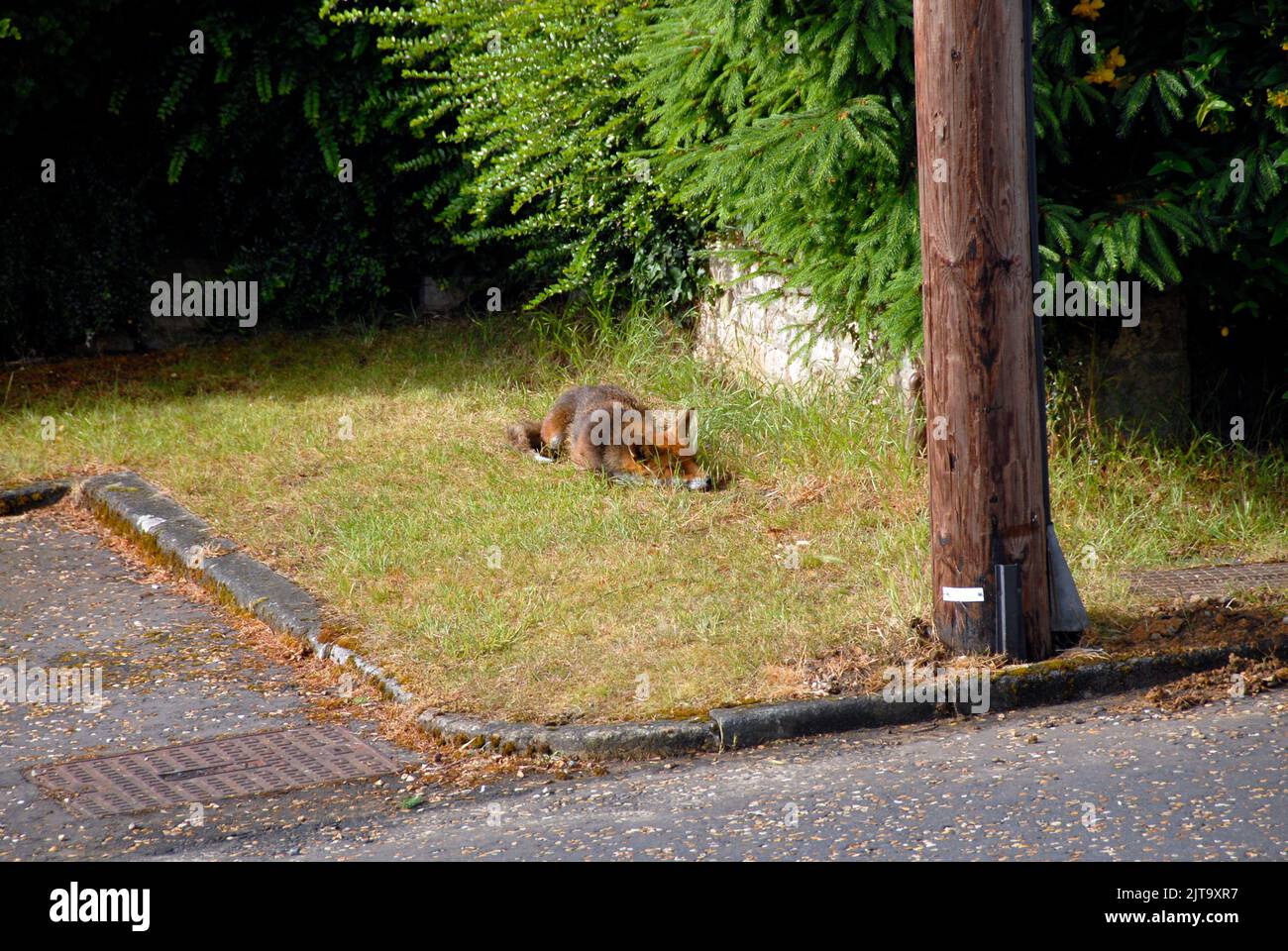 Urban fox, resting in sunshine but alert on grass patch near base of telegraph pole Stock Photo