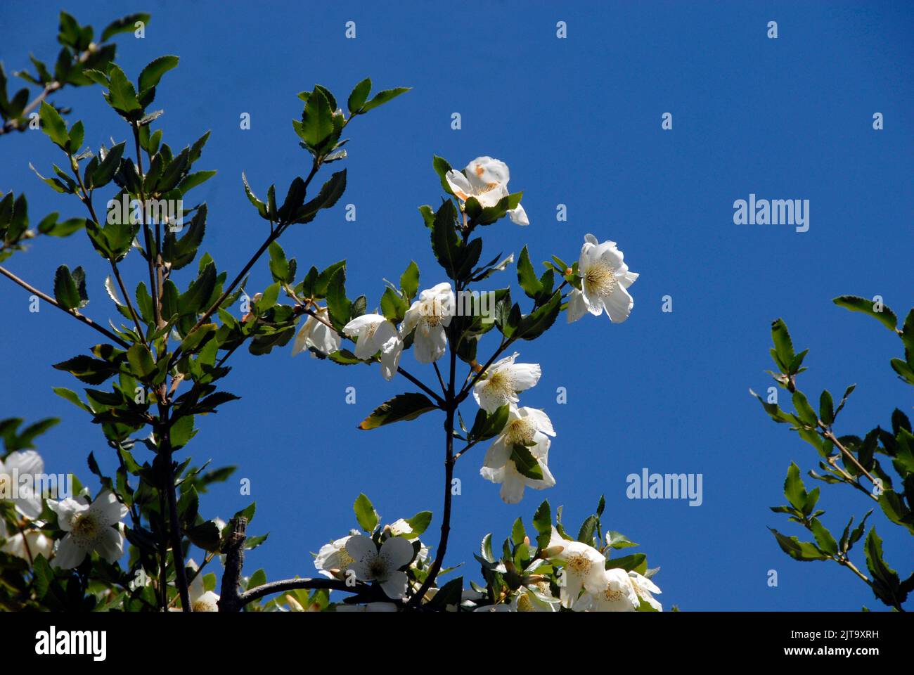 Eucryphia flowers in bloom Stock Photo