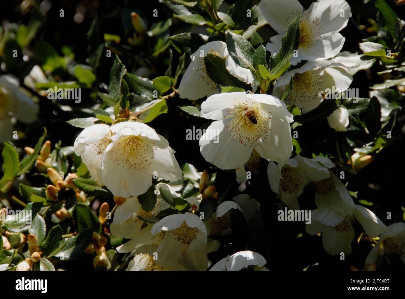Eucryphia flowers in bloom Stock Photo