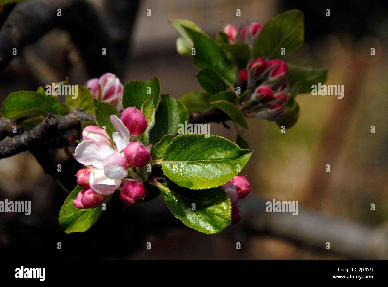 Apple blossom in spring sunshine Stock Photo