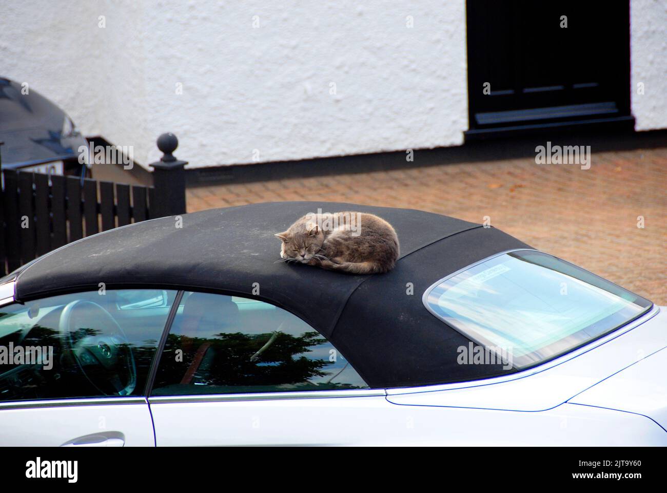 Domestic cat resting on top of soft-top Mercedes car Stock Photo
