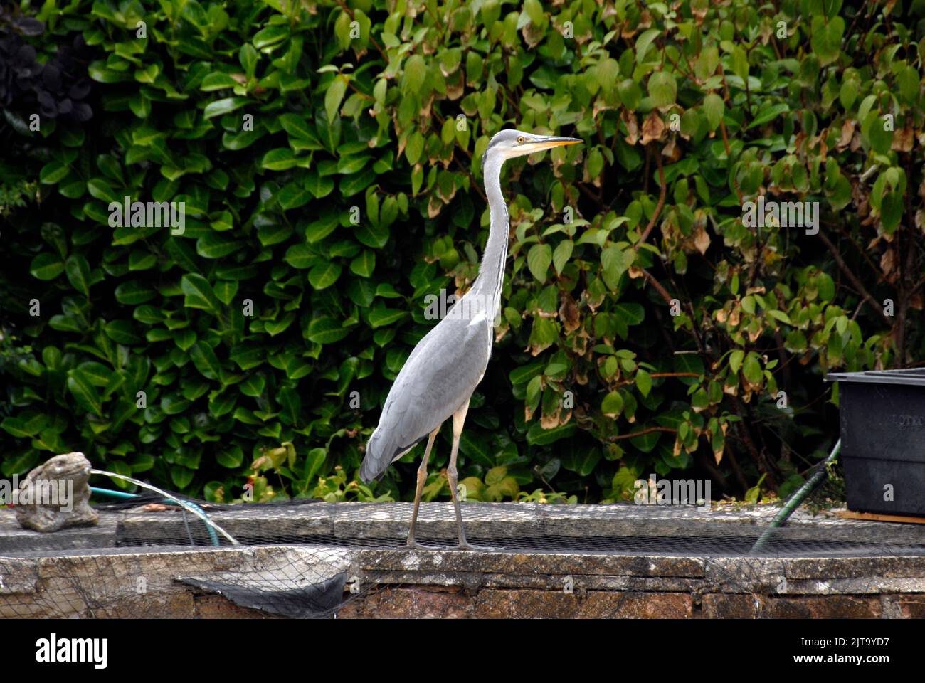 Heron standing aloof on netted domestic garden pond Stock Photo