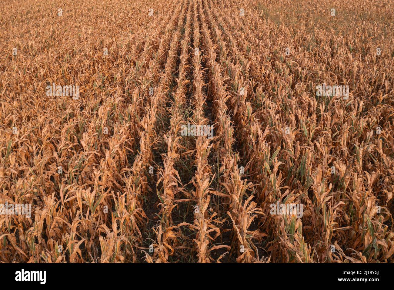 Aerial shot of dent corn field from drone pov, harvest ready ripe maize crops plantation Stock