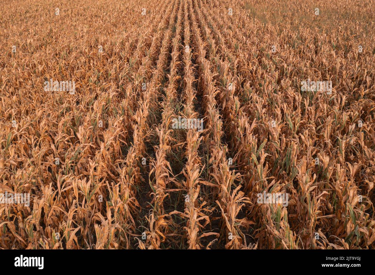 Aerial shot of dent corn field from drone pov, harvest ready ripe maize crops plantation Stock Photo