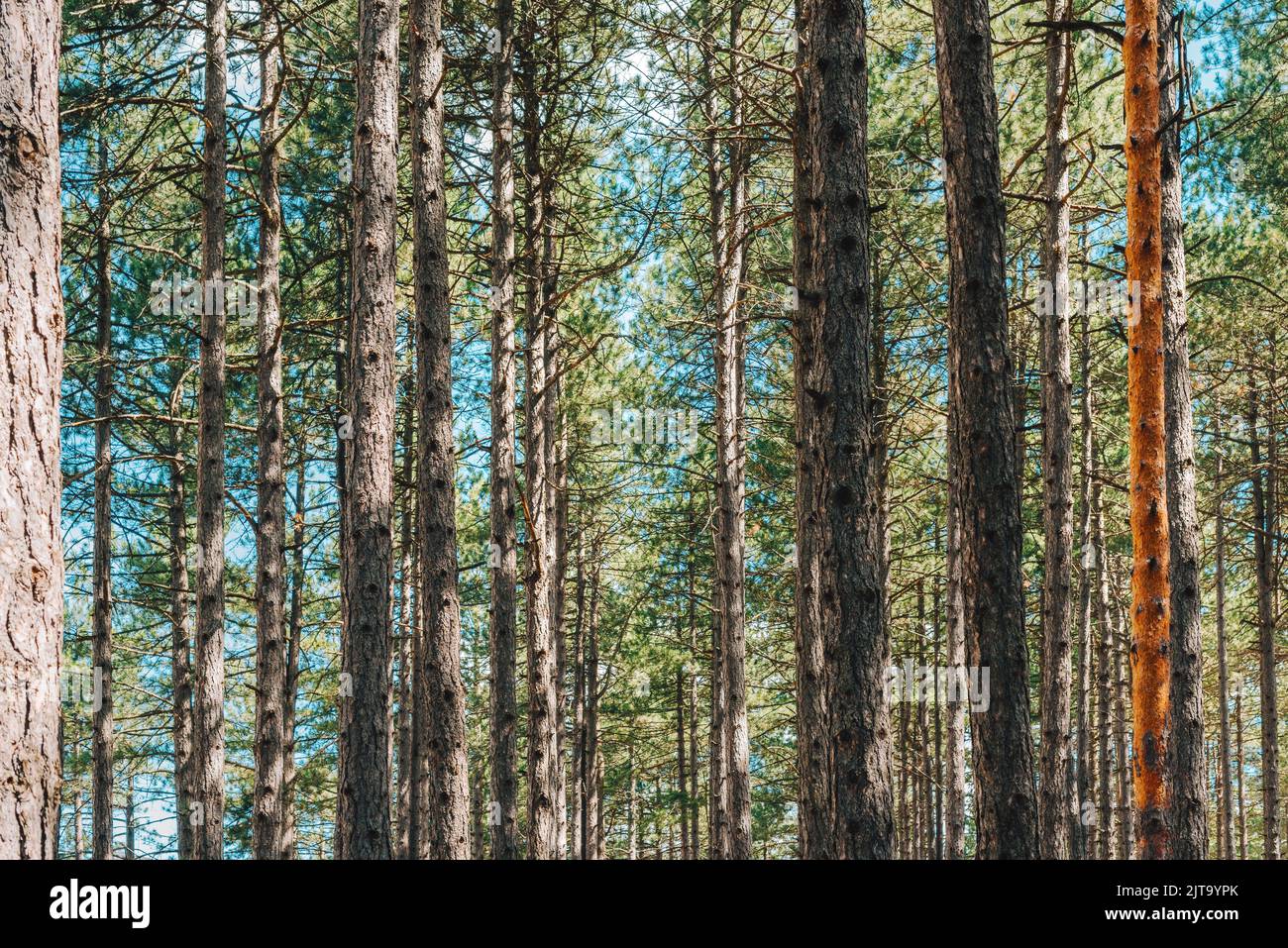 Tall pine (Pinus Silvestris variegata Zlatiborica) trees on Zlatibor as natural background Stock Photo