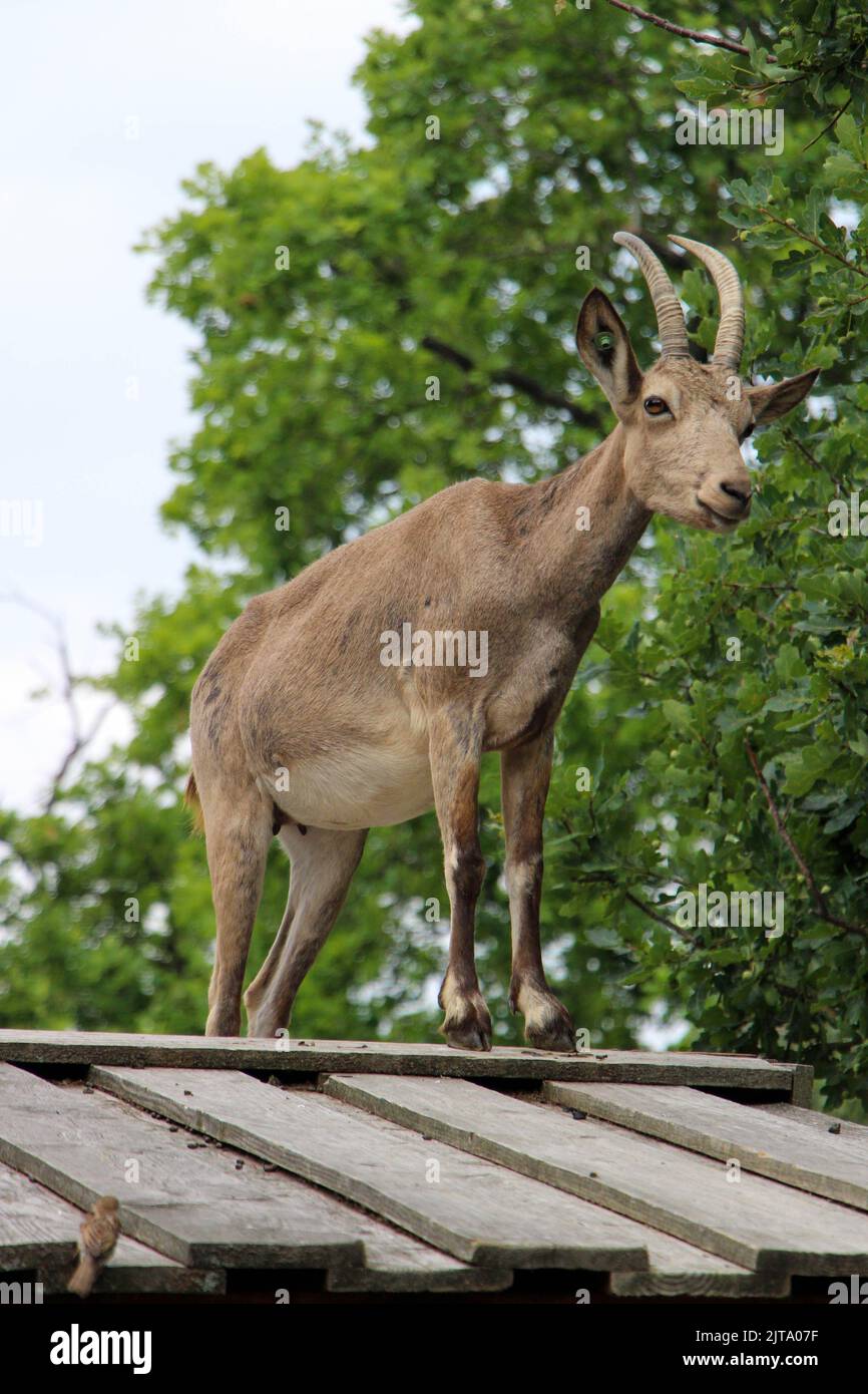 Mountain Goat standing on a mountain house in front of trees Stock ...