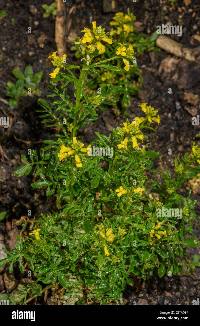 Land cress or American cress, Barbarea verna in flower in spring. Stock Photo