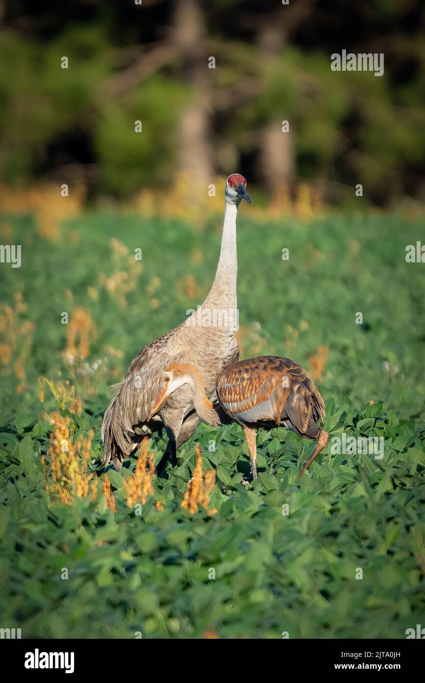 I found this Sandhill crane mother and colt feeding in an farm field while on an early morning drive in rural Door County Wisconsin. Stock Photo