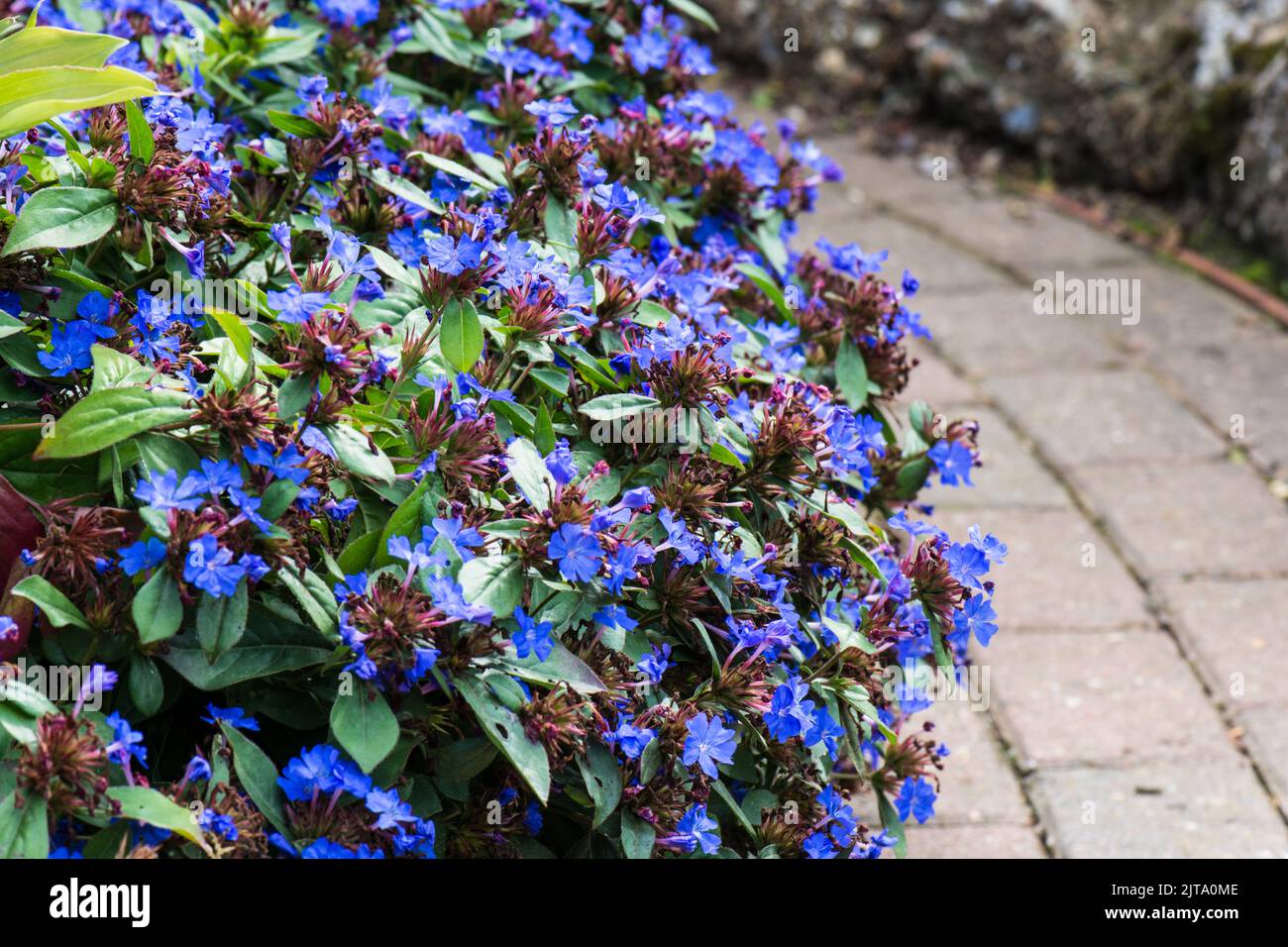 The low growing herbaceous perennial ceratostigma plumbaginoides in full flower next to a garden path. Stock Photo