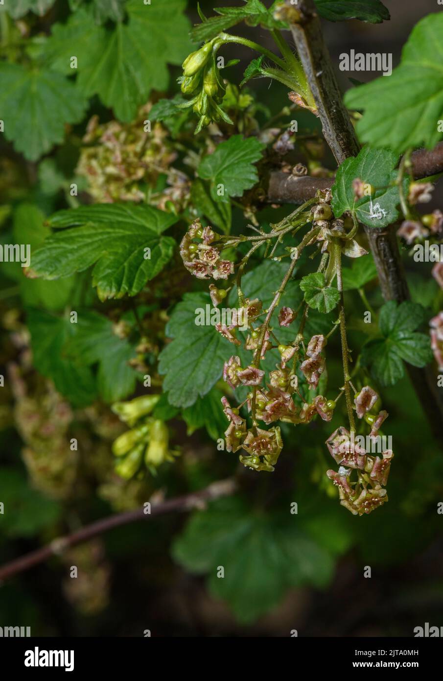 Blackcurrant, Ribes nigrum, in flower in early spring. Stock Photo