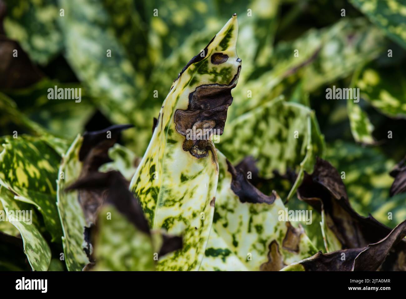 Leaves of a spotted or Japanese laurel,Aucuba Japonica, that have been