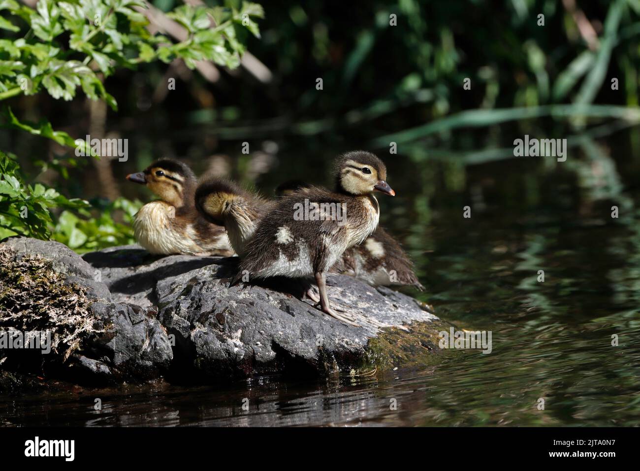 MANDARIN ducklings on a rock in the middle of a river, UK. Stock Photo