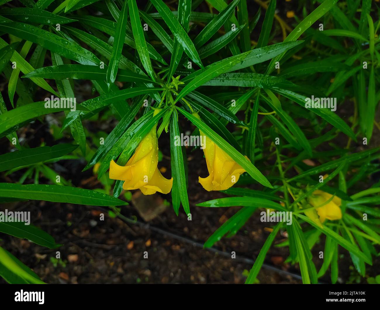 A Fresh Green Mexican oleander Yellow Flowers Plants In A Garden Photo. Peeli Kaner Flower Stock Photo