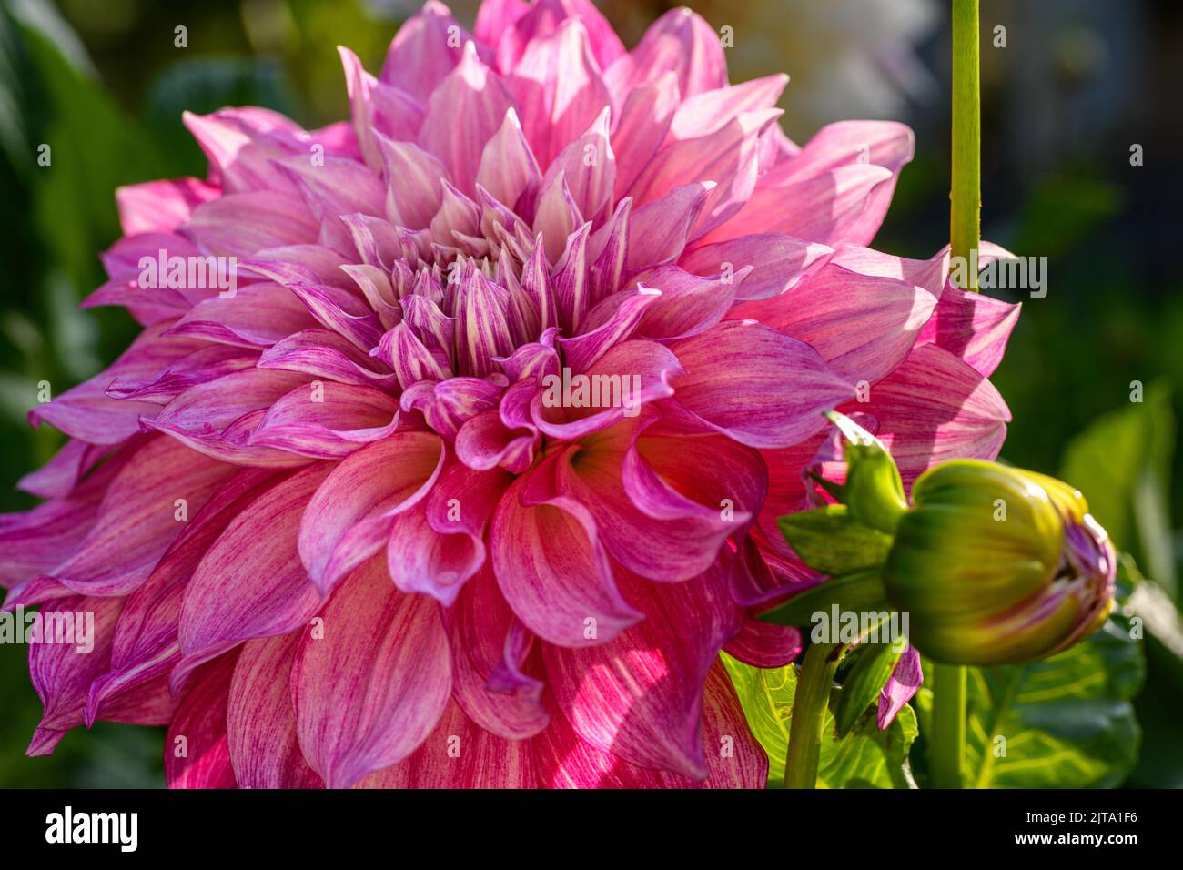 Cafe Au Lait Royal Dahlia. Beautiful large dinnerplate dahlia flower