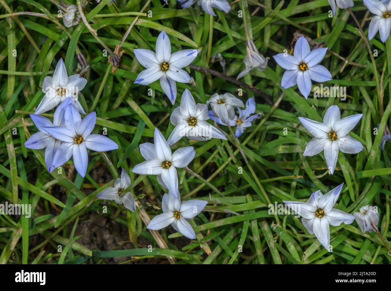 Spring starflower, Ipheion uniflorum, in flower in spring garden. Stock Photo