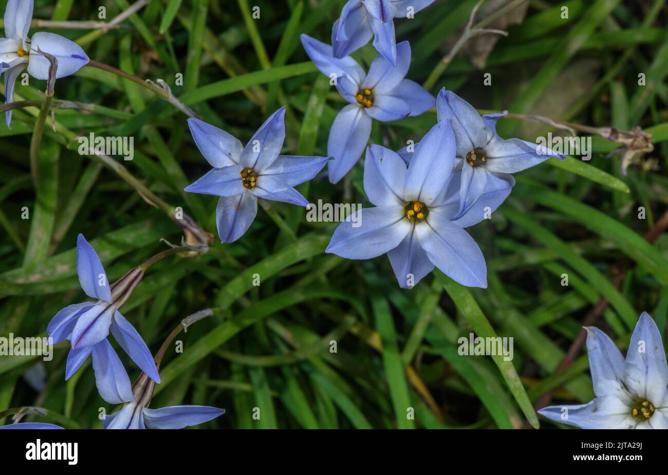 Spring starflower, Ipheion uniflorum, in flower in spring garden. Stock Photo