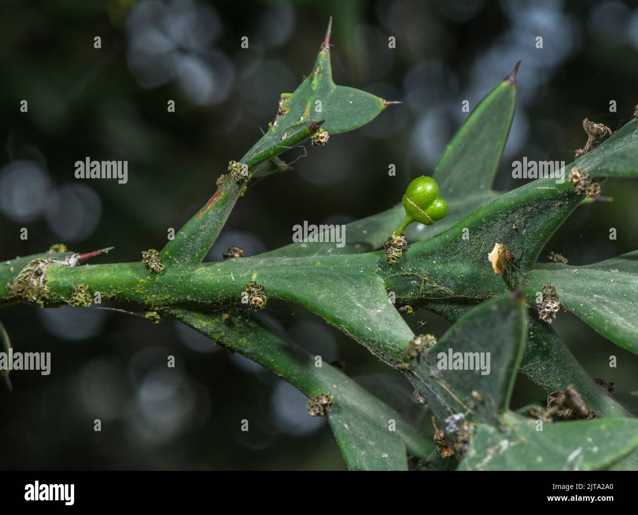 Anchor Plant, Colletia paradoxa, thorns and developing fruit. From South America. Stock Photo