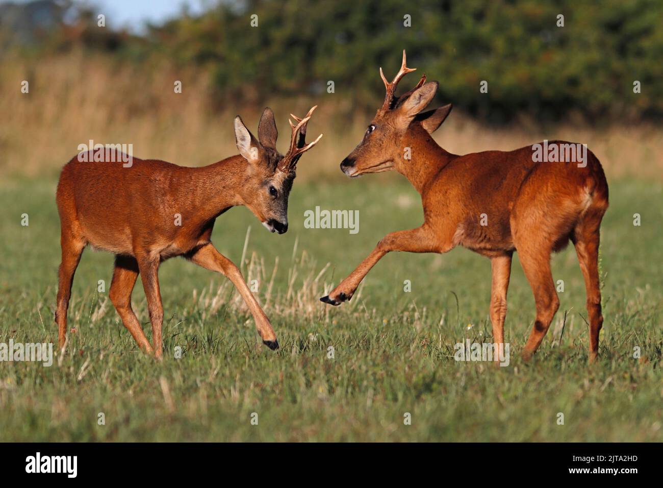 ROE DEER (Capreolus capreolus) males (bucks) fighting in the rutting season, UK. Stock Photo