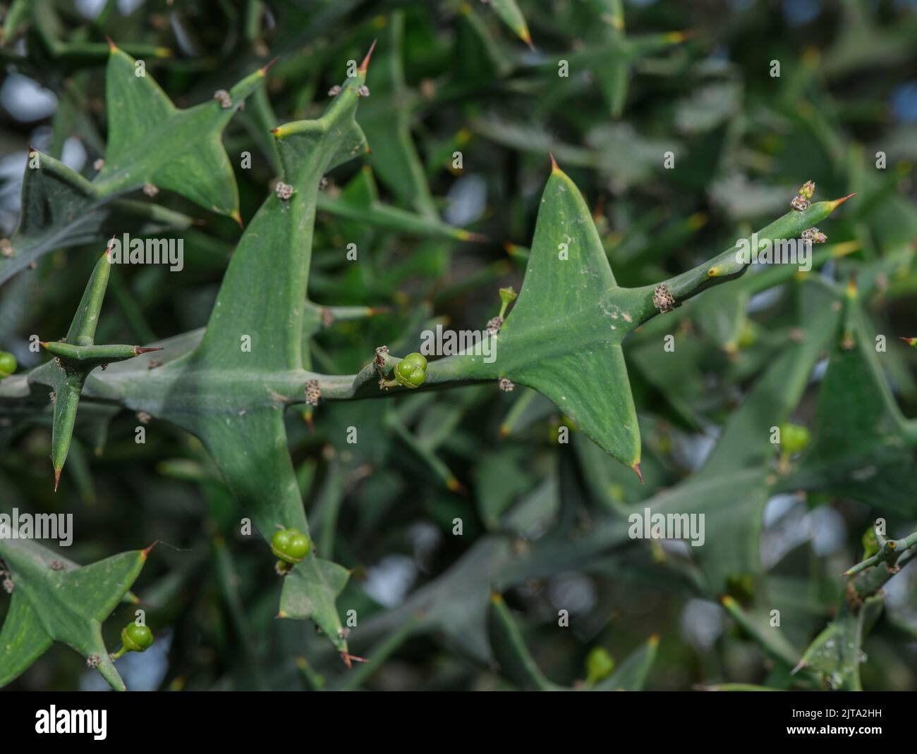 Anchor Plant, Colletia paradoxa, thorns and developing fruit. From South America. Stock Photo